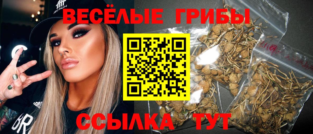 Псилоцибиновые грибы Psilocybine cubensis Полысаево